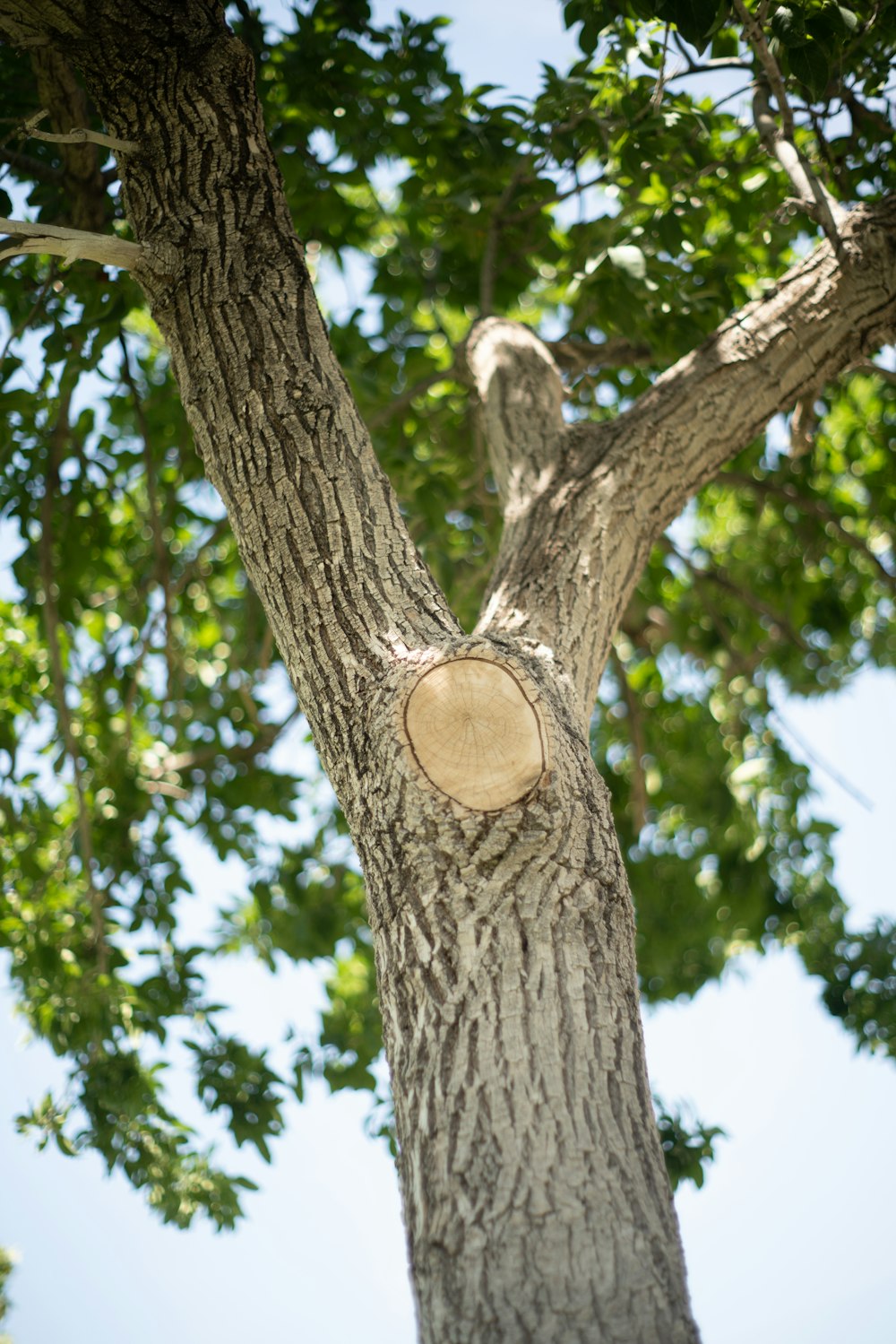 green-leafed tree with brown trunk