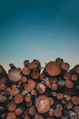 tree logs under blue sky