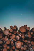 tree logs under blue sky