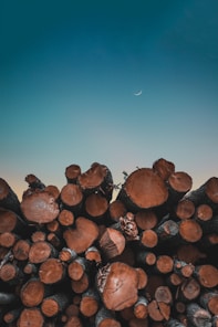 tree logs under blue sky