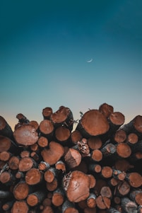 tree logs under blue sky