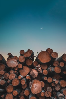 tree logs under blue sky