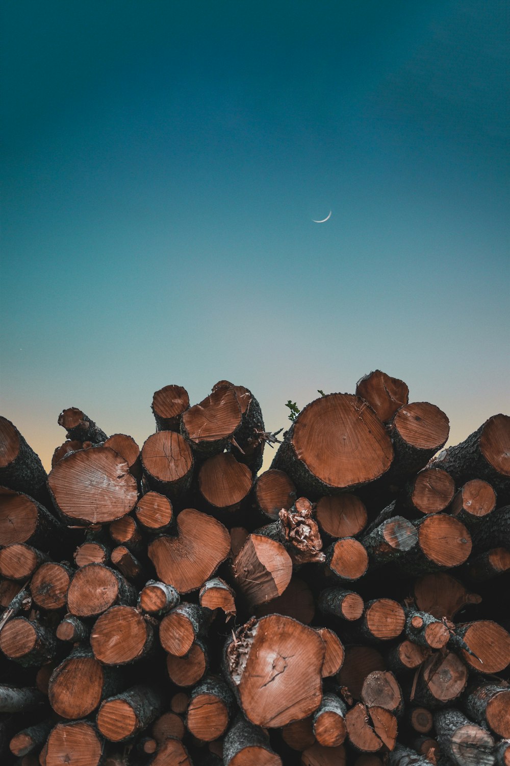 tree logs under blue sky