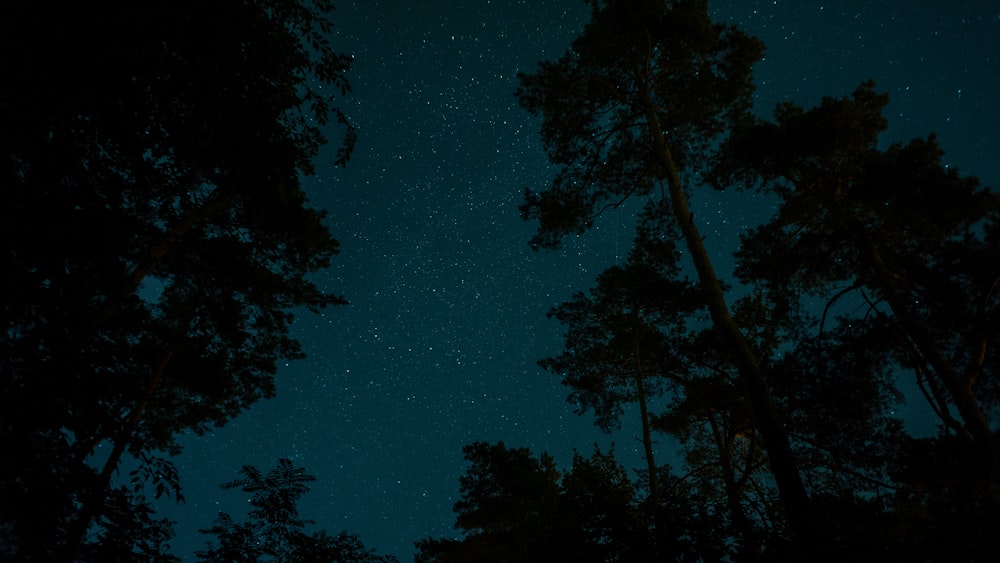 black high trees at nighttime
