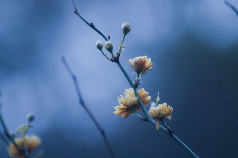 yellow flower