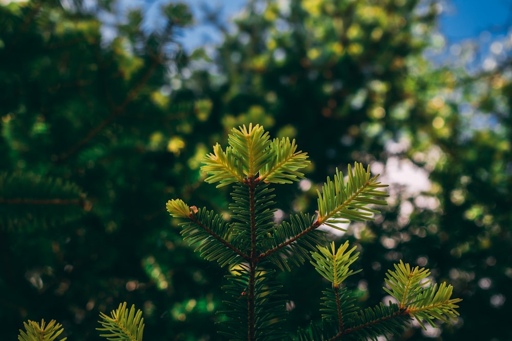 green pine leaves