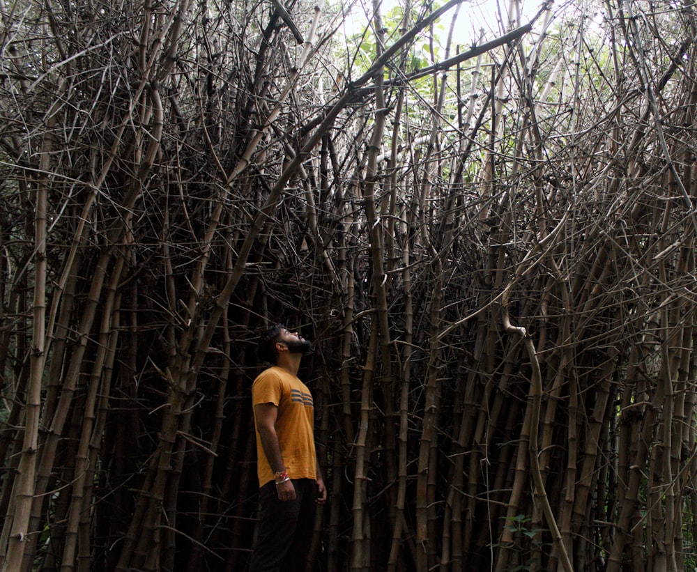 man standing near bamboos looking upwards