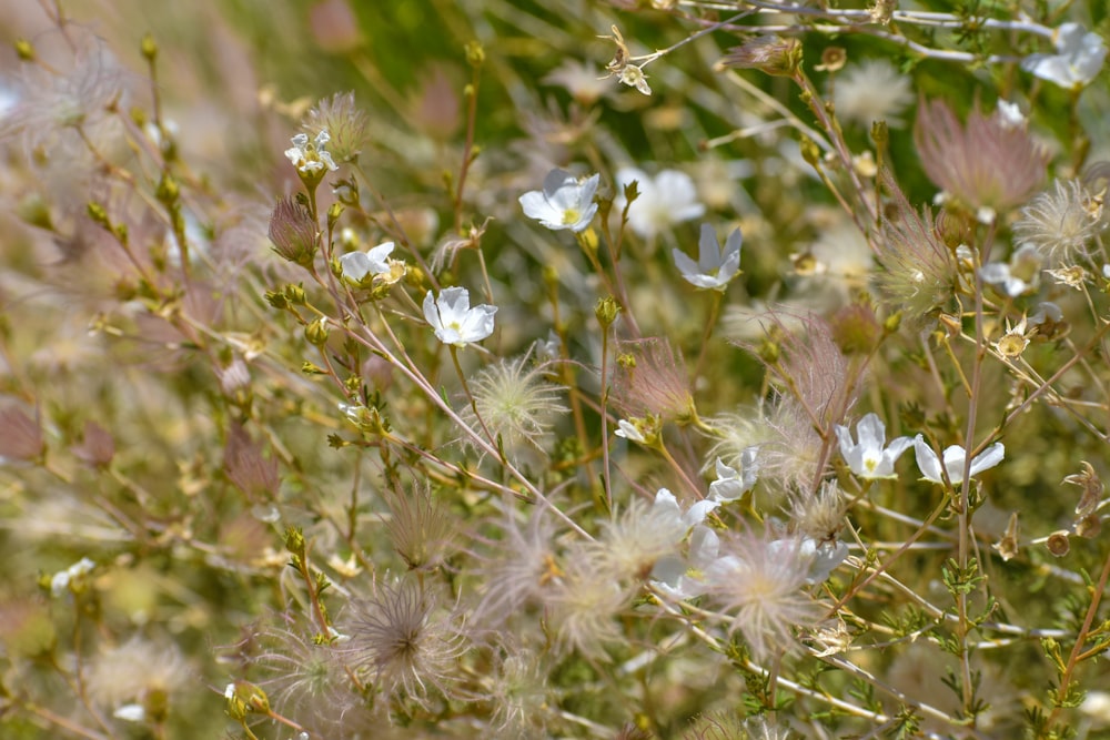 flores roxas