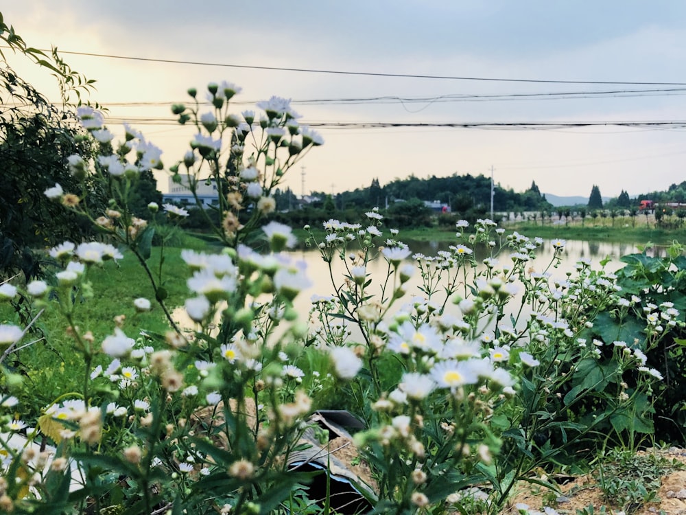 white flowers near pond