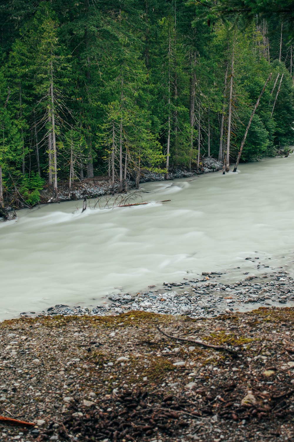 green trees beside flowing body of water