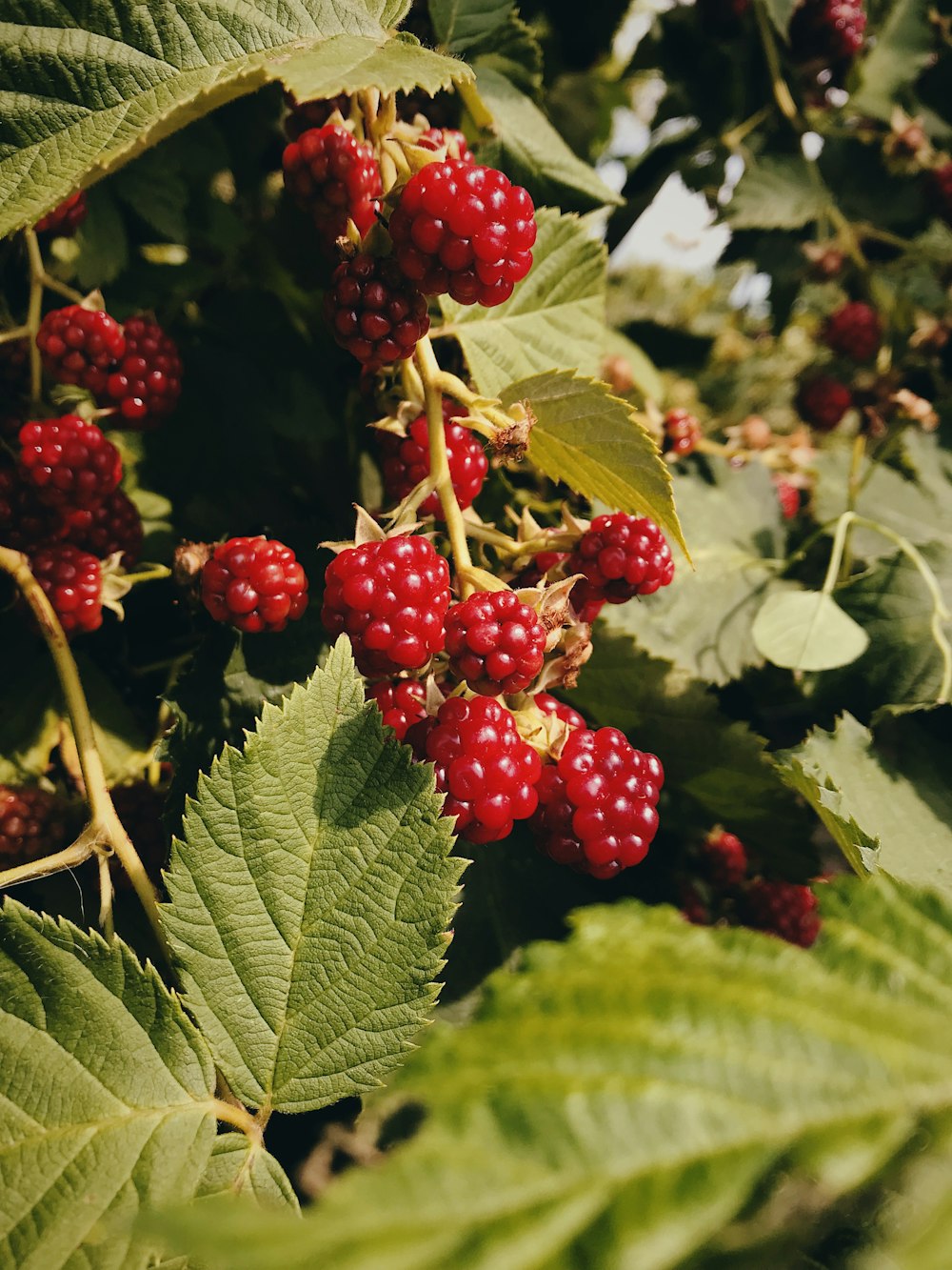 red raspberries