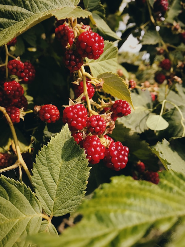 Red raspberries