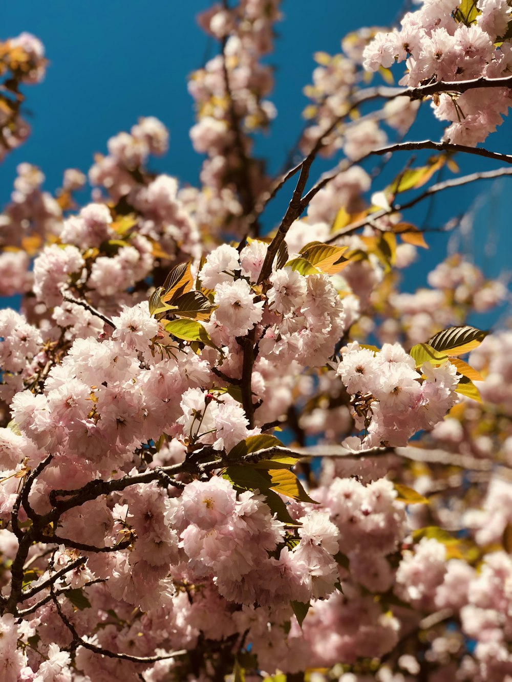 pink cherry blossoms