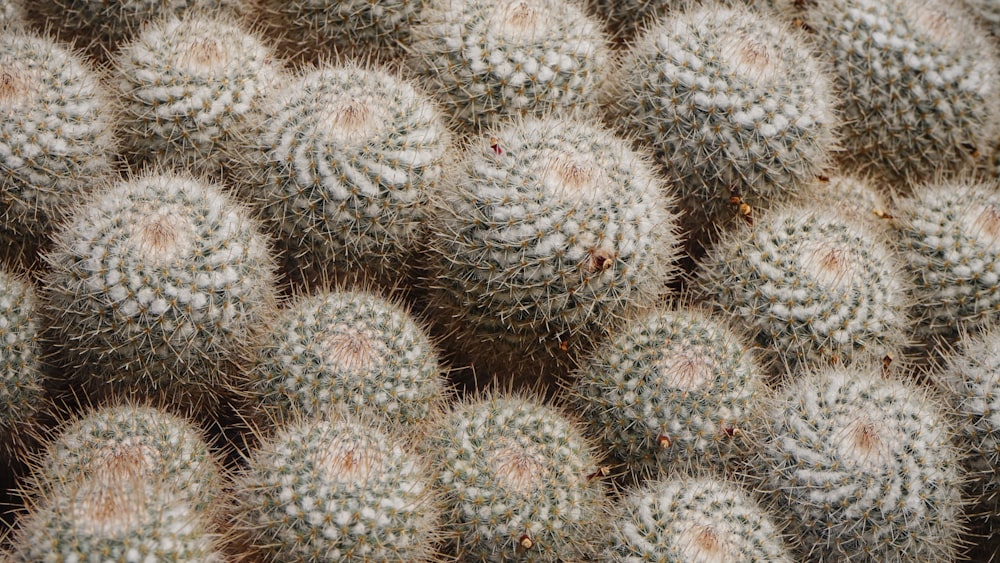 green cactus