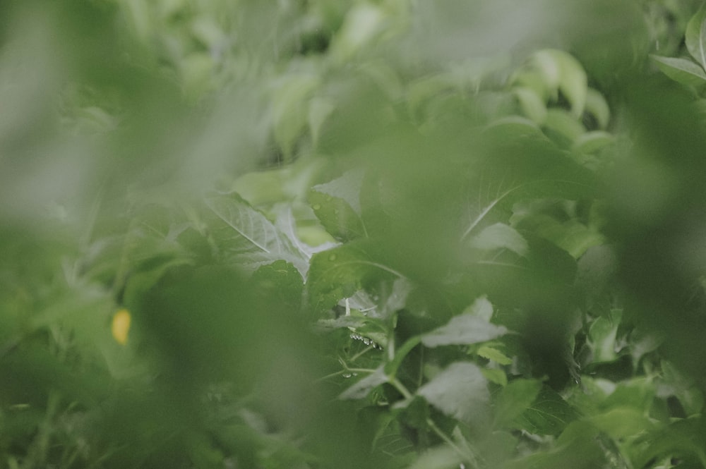 plantes à feuilles vertes