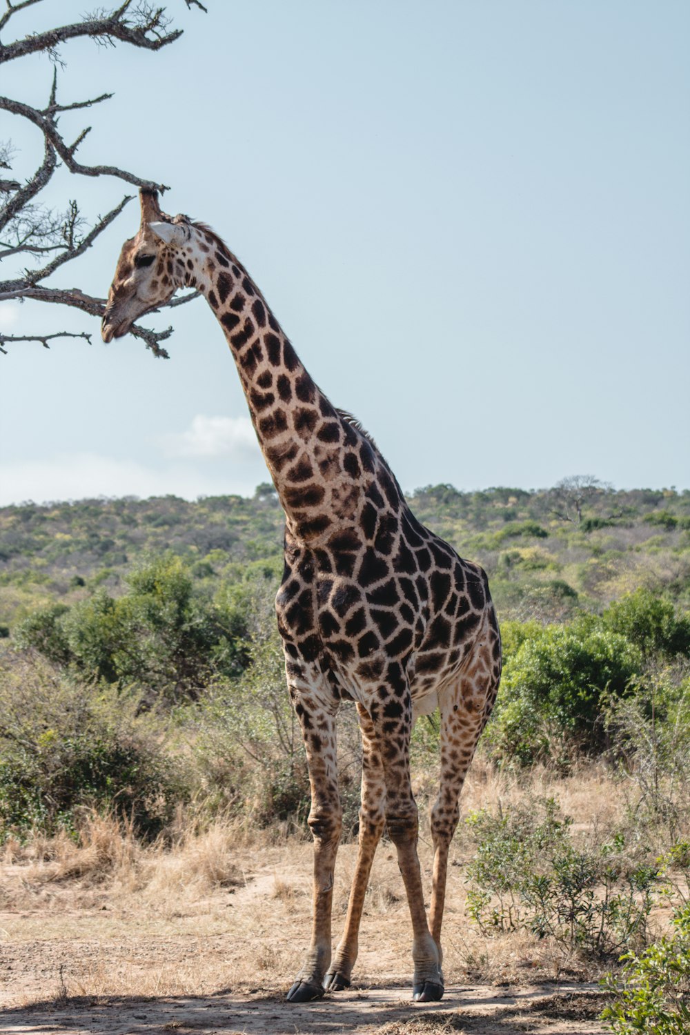 girafa ao lado da árvore nua