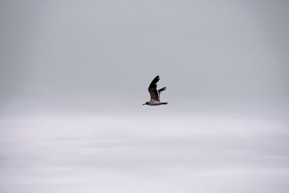 bird flying in sky during daytime