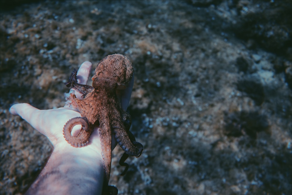 person holding brown octopus