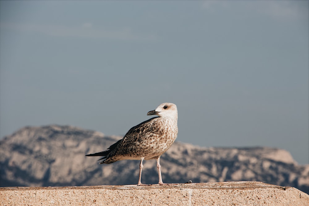 white and black bird