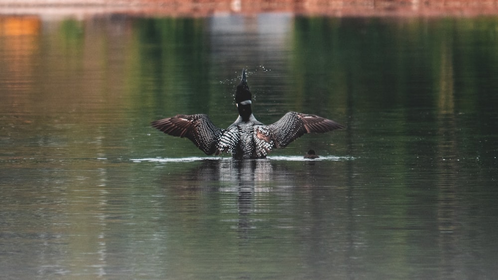 goose in water