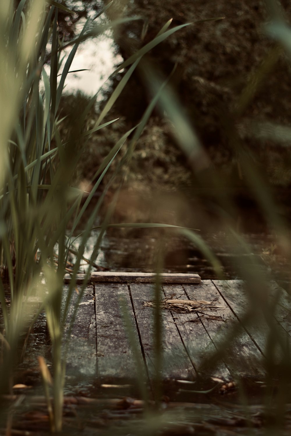 beige wooden dock during daytime