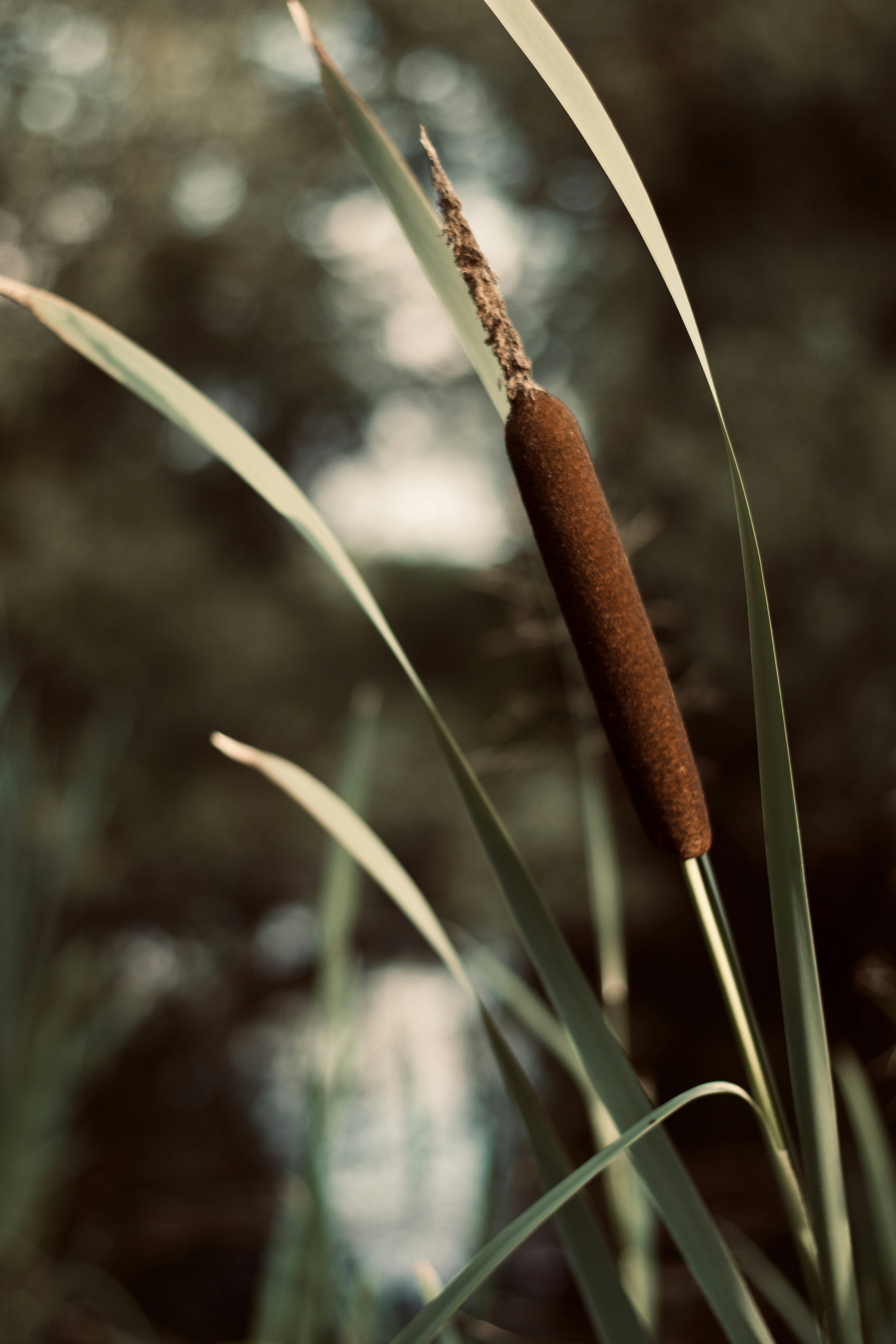closeup photo of green grass