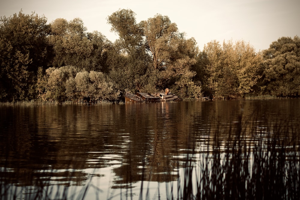 calm body of water and trees during daytime