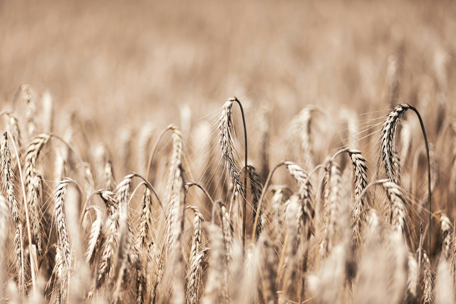 Canon EOS 5D Mark II + Canon EF 85mm F1.8 USM sample photo. Brown wheat plants photography