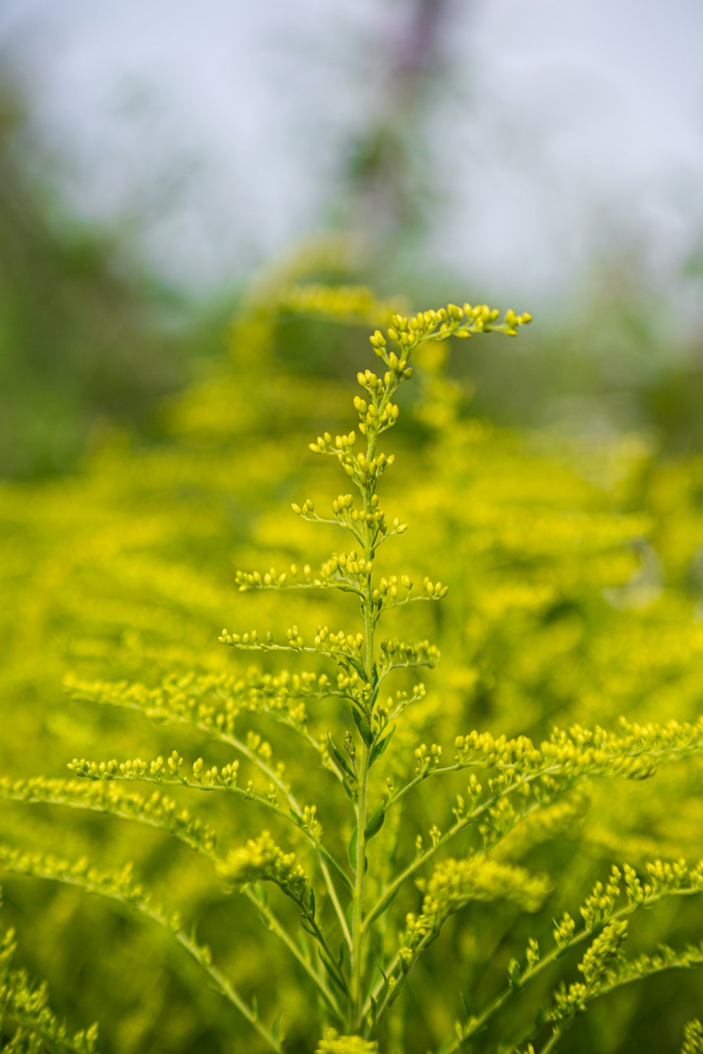 focus photography of yellow petaled flower