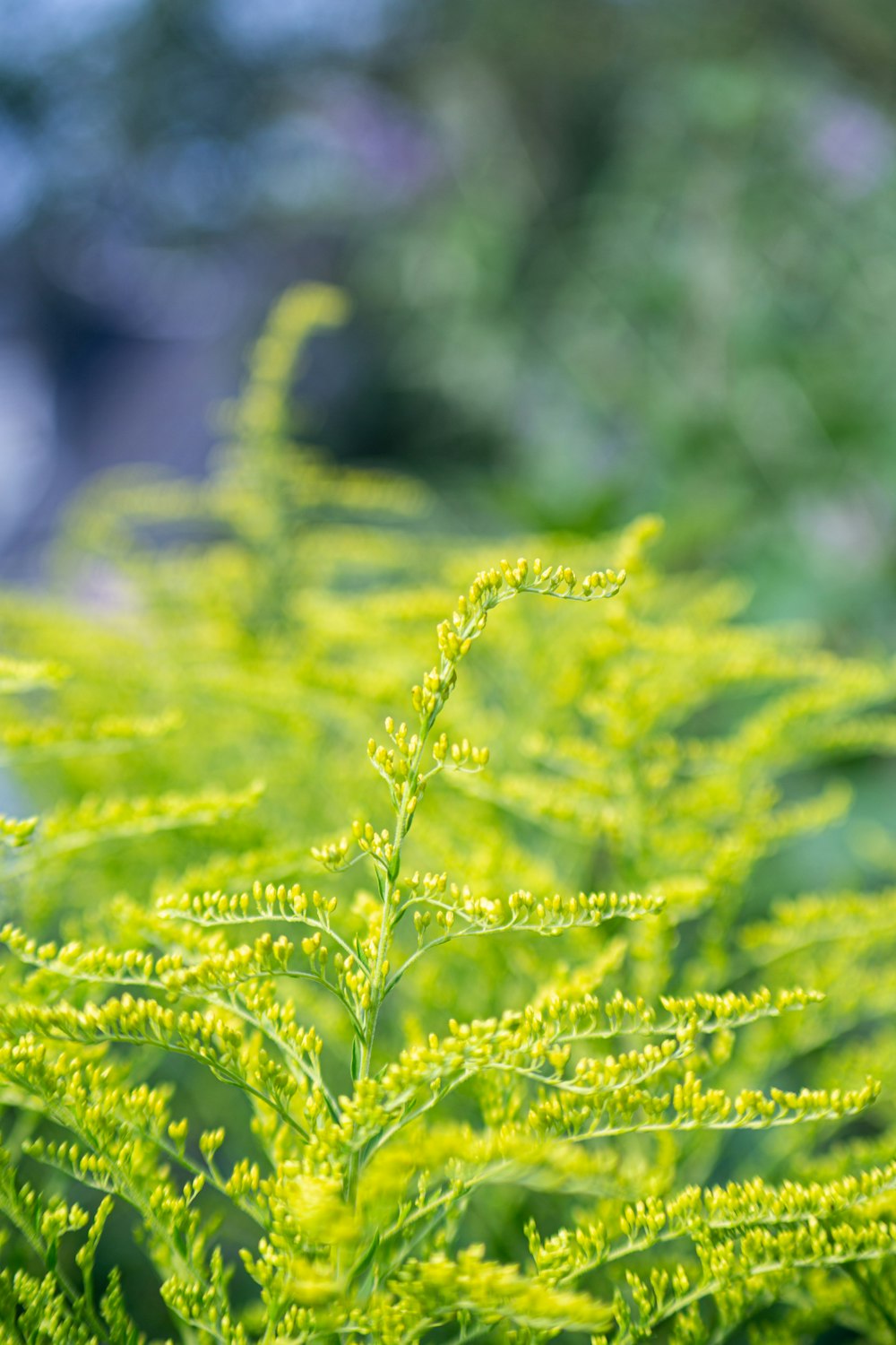 green leaf plant