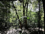 Lush West African tropical forest where the wild honey is harvested, with sunlight filtering through dense foliage.