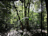 A dense tropical forest with sunlight filtering through the canopy.