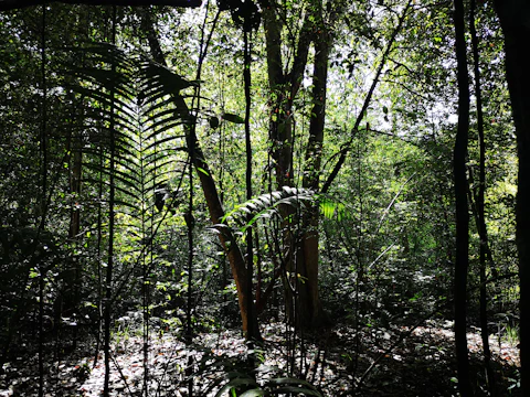 A dense tropical forest with sunlight filtering through the canopy.