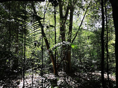 Lush West African tropical forest where the wild honey is harvested, with sunlight filtering through dense foliage.
