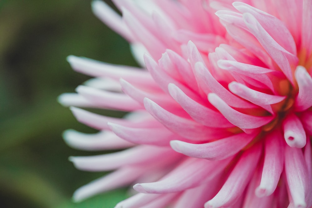 pink-petaled flower