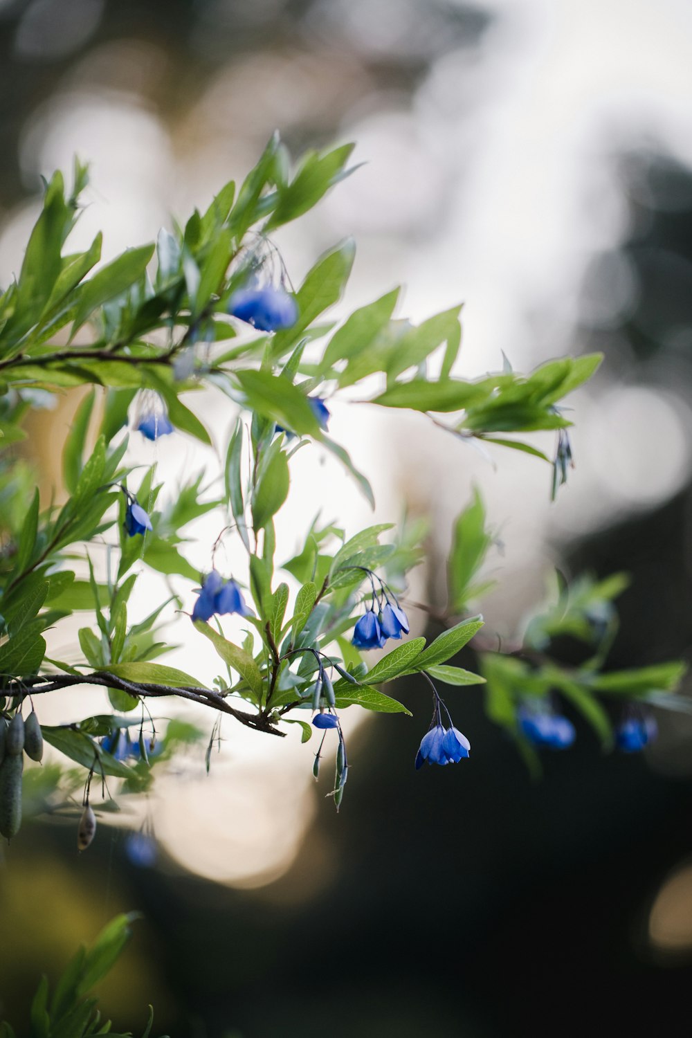 selective focus photography of blue flowers