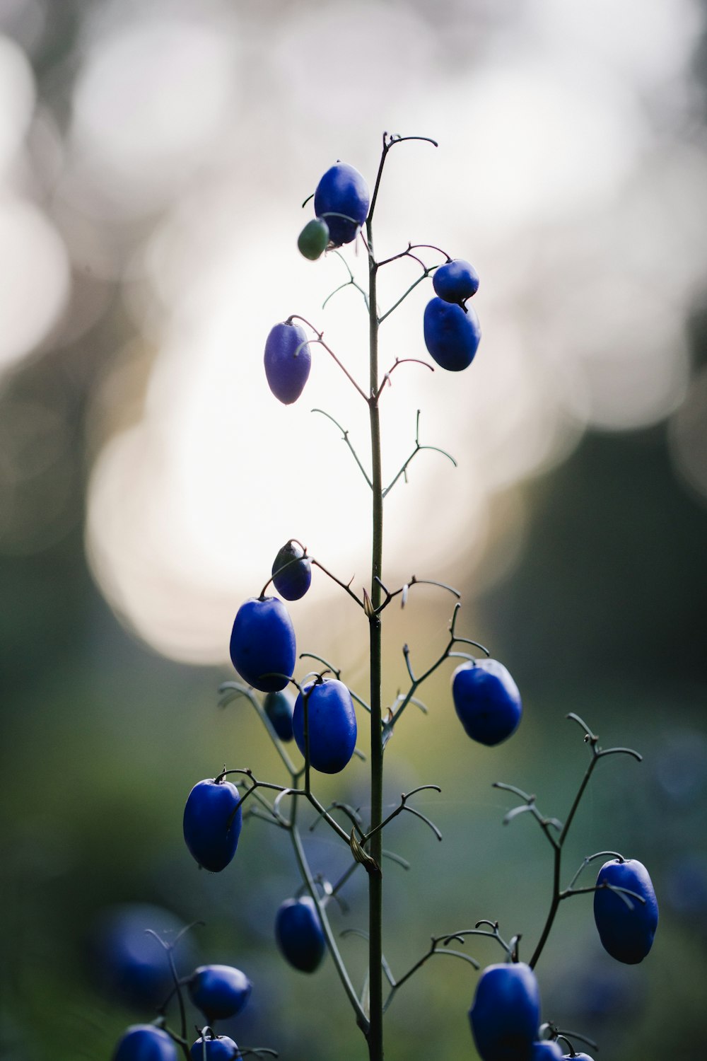 oval purple fruits