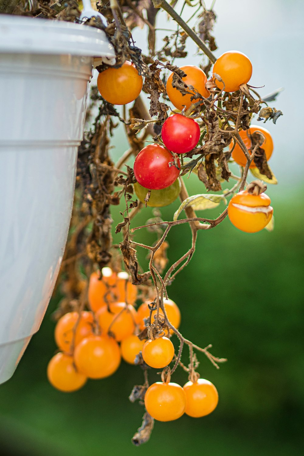 orange and red cherry tomatoes