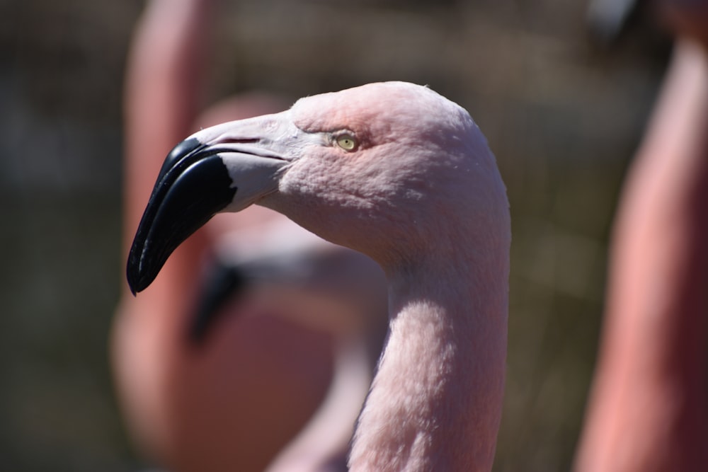 white and black flamingo