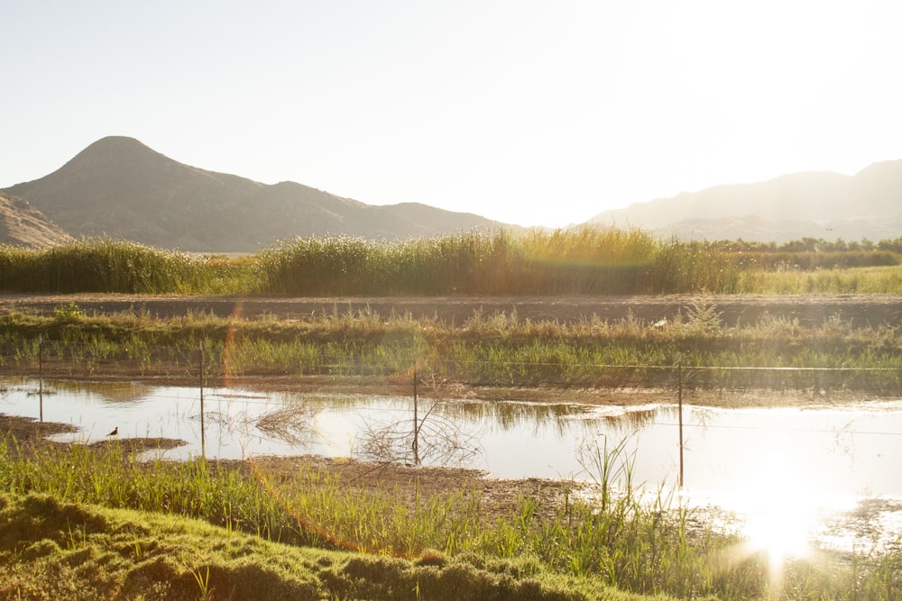 body of water beside plants