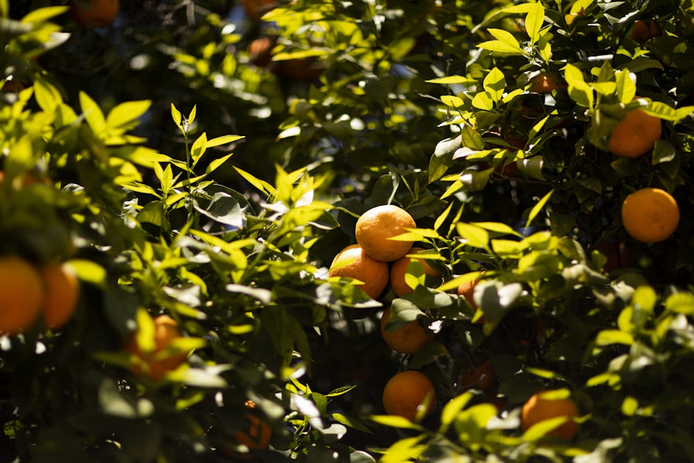round orange citrus fruit