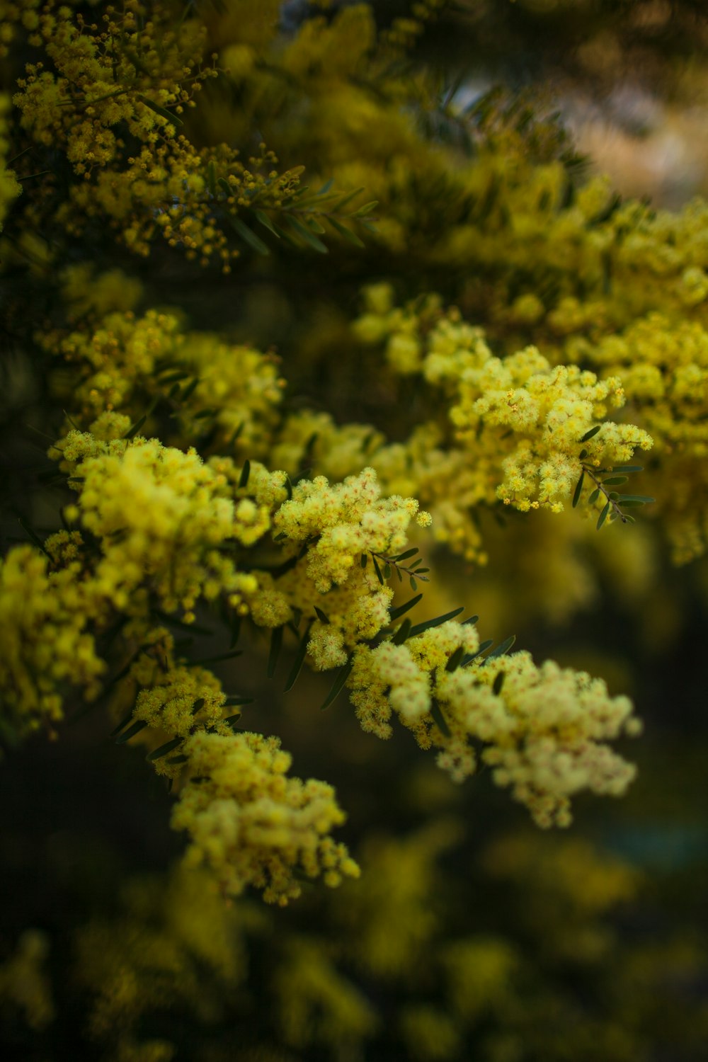 黄色い植物のマクロ撮影