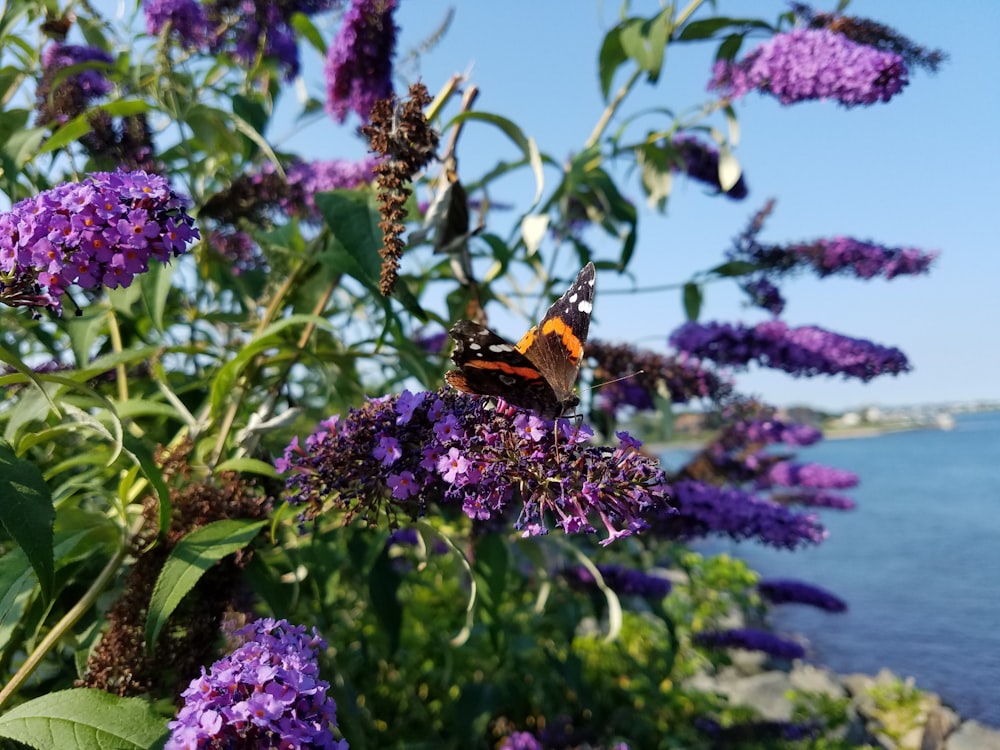 purple petaled flower