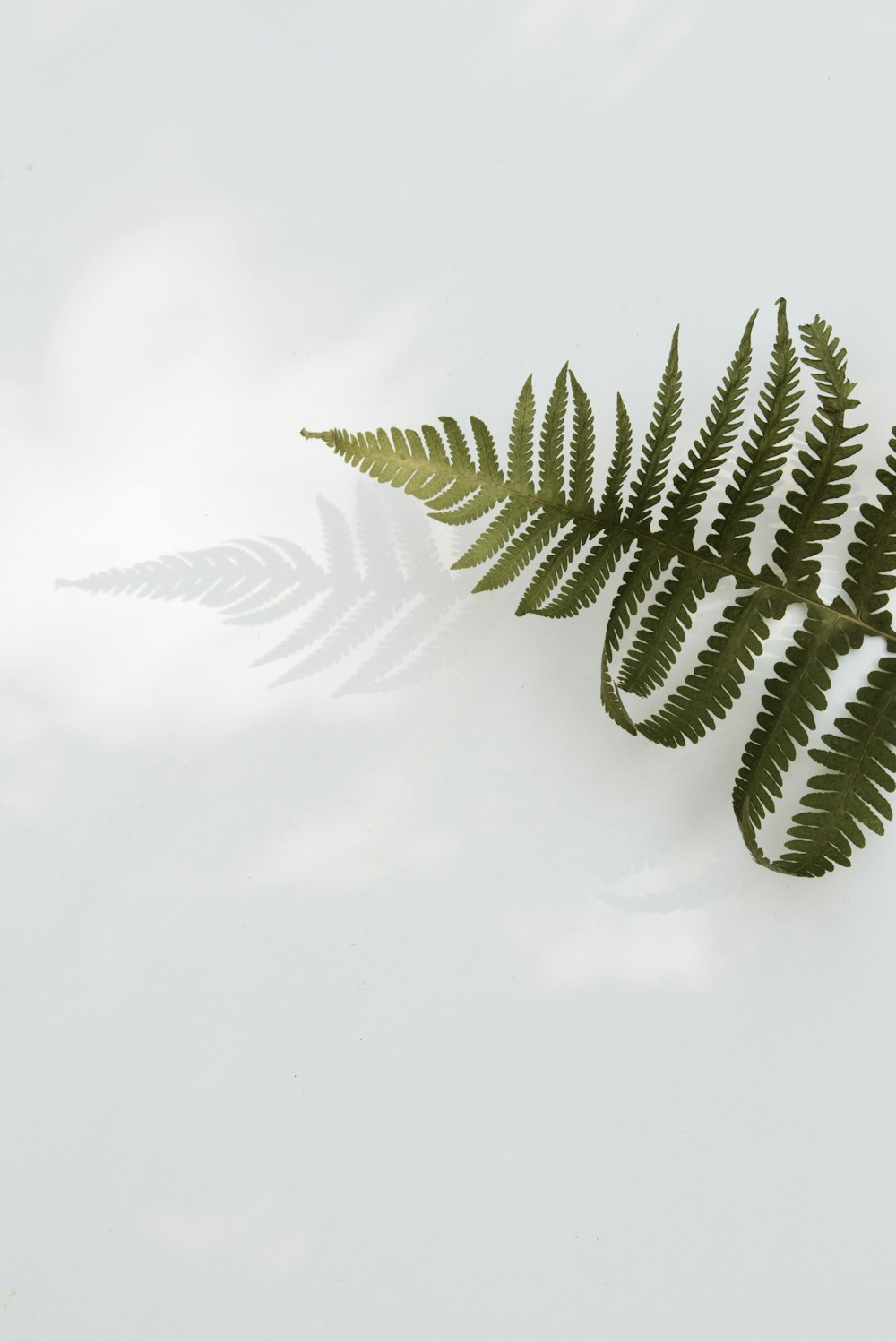 シダ植物のローアングル写真