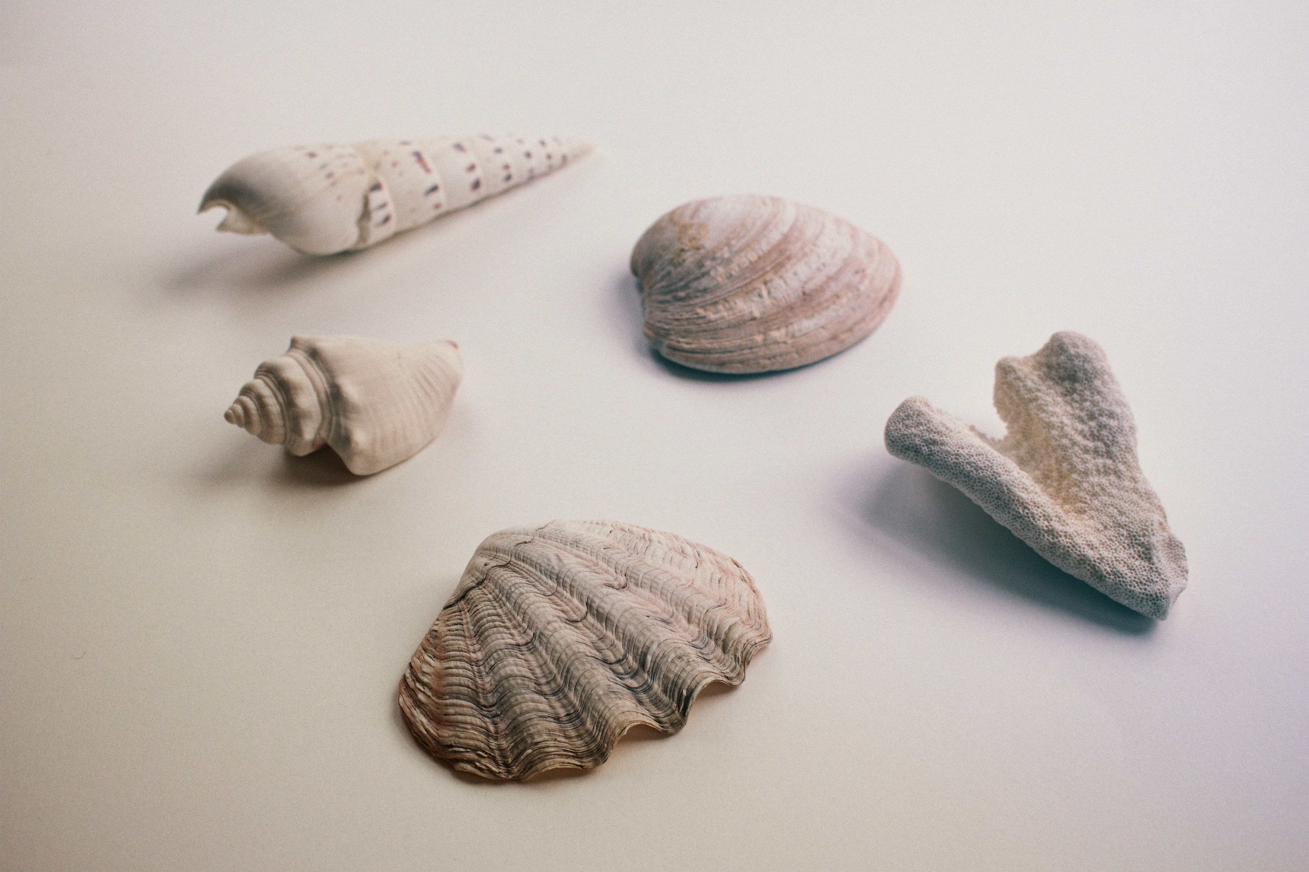 Seashells