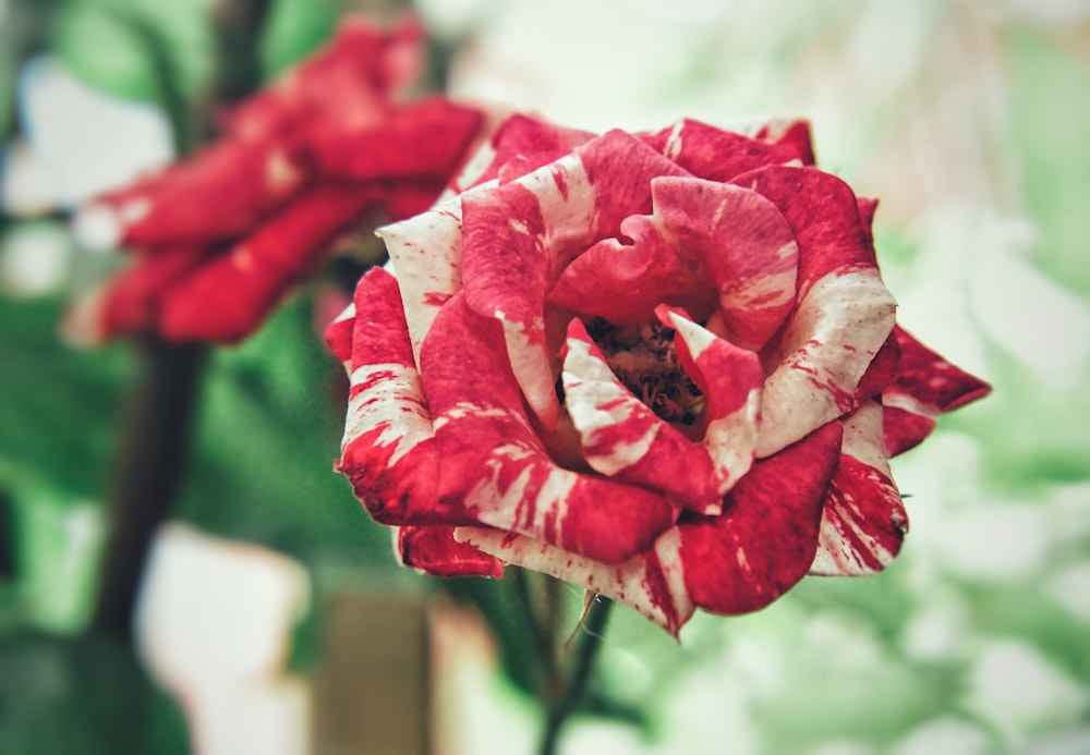 red and white rose flower in close-up photography