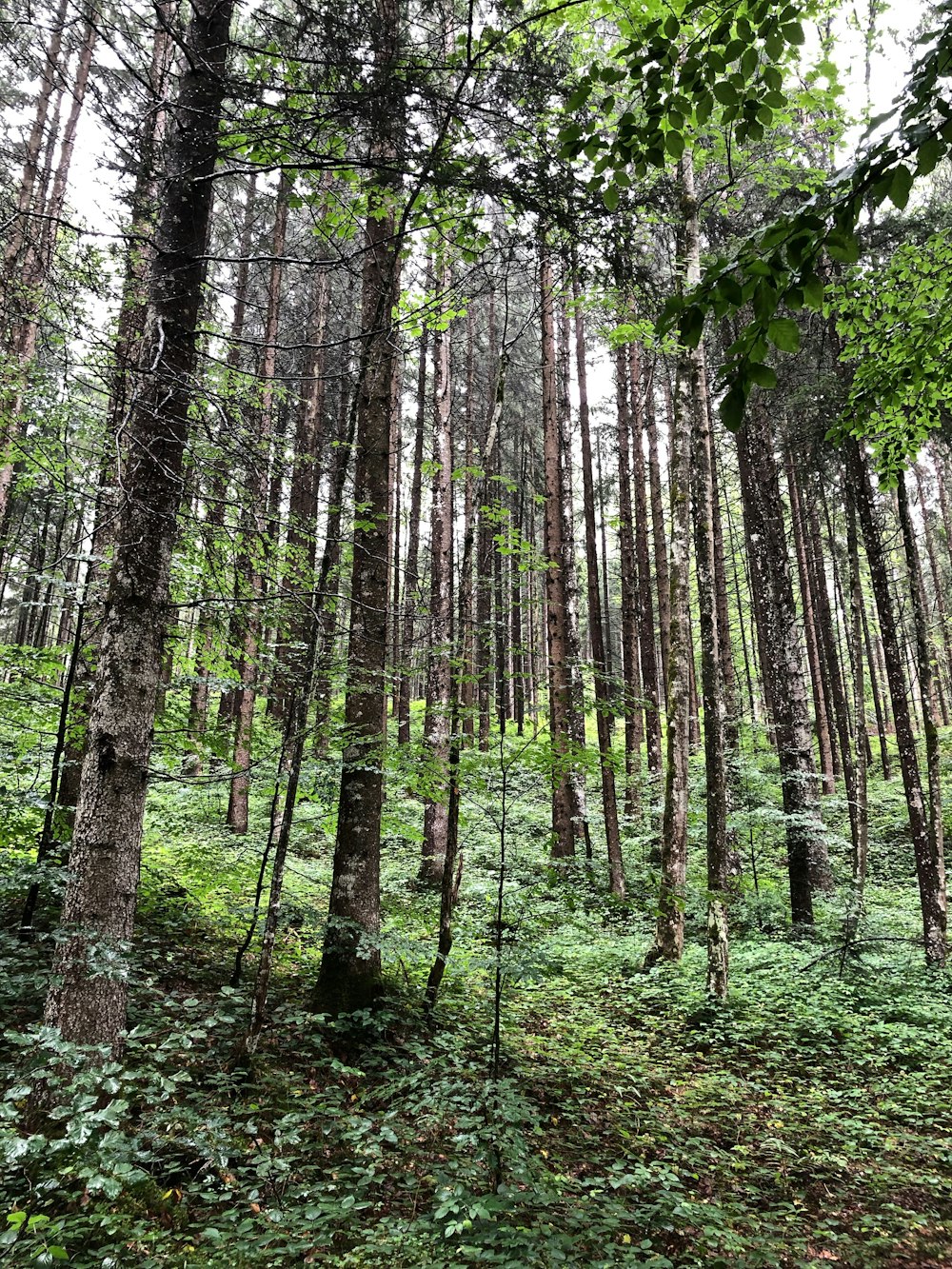 green-leafed tree