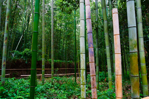 Tall bamboo stalks of varying colors and thicknesses rise from a dense undergrowth, creating a towering, natural wall of greenery. The scene is enveloped in lush green vegetation with a mix of vibrant green, muted olive, and pale tan bamboo.