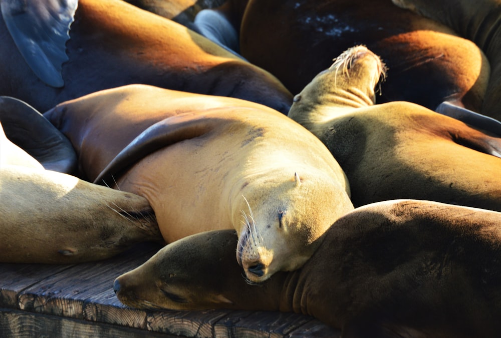 sleeping seals