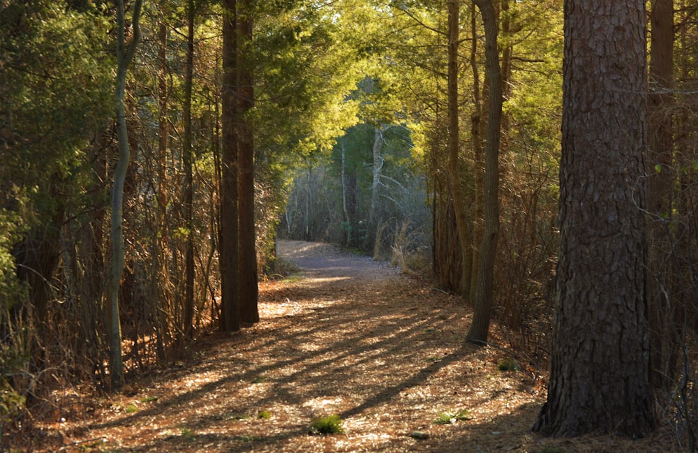 trees beside road